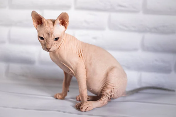 Sfinks Kot Niebieskooki Łysy — Zdjęcie stockowe