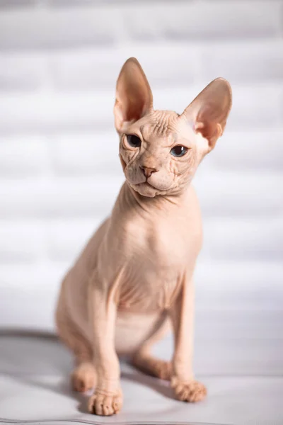 Sfinks Kot Niebieskooki Łysy Białe Tło — Zdjęcie stockowe
