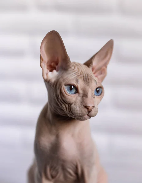 Sphinx Cat Blue Eyed Bald White Background — Stock Photo, Image