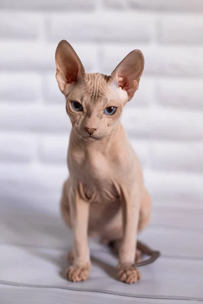 Sfinks Kot Niebieskooki Łysy Białe Tło — Zdjęcie stockowe