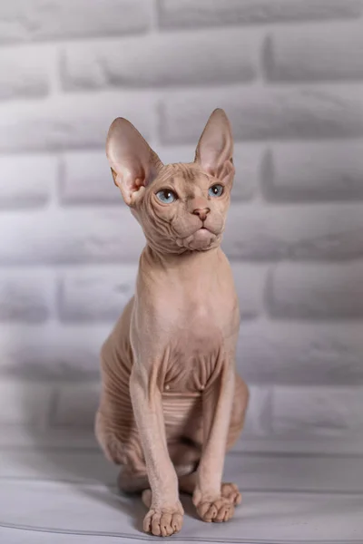 Sphinx Cat Blue Eyed Bald White Background — Stock Photo, Image