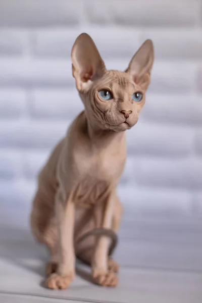 Sphinx Cat Blue Eyed Bald White Background — Stock Photo, Image
