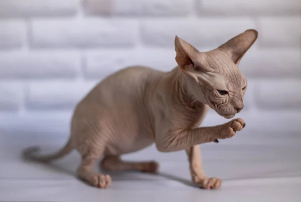 Sphinx Katze Blauäugig Glatze Weißer Hintergrund — Stockfoto