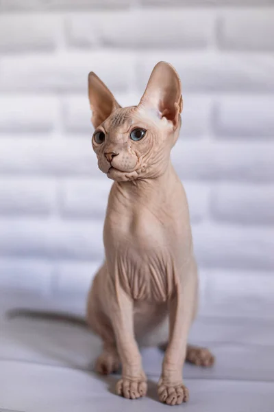 Sphinx Cat Blue Eyed Bald White Background — Stock Photo, Image