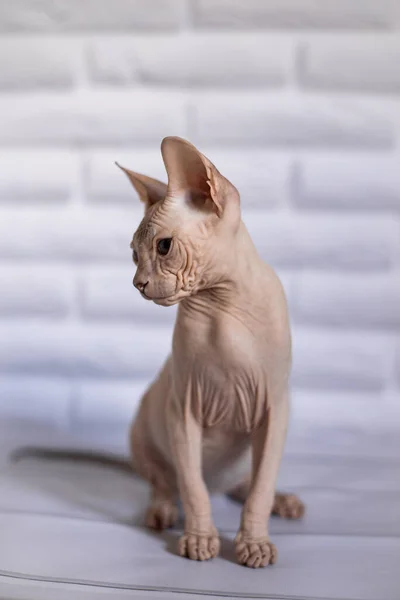 Sphinx Cat Blue Eyed Bald White Background — Stock Photo, Image