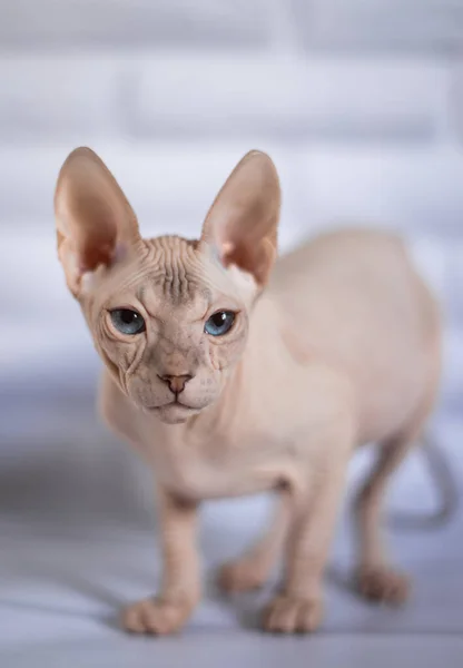 Sfinga Kočka Modré Oči Plešaté Bílé Pozadí — Stock fotografie