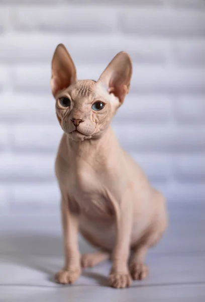 Sfinge Gatto Occhi Azzurri Calvo Sfondo Bianco — Foto Stock