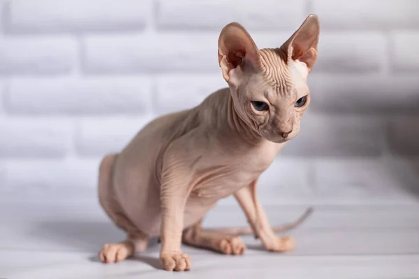 Sphinx Cat Blue Eyed Bald White Background — Stock Photo, Image