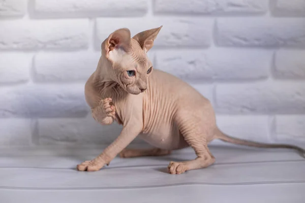 Sphinx Cat Blue Eyed Bald White Background — Stock Photo, Image