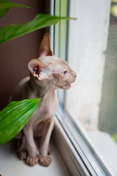 Sphinx Cat Blue Eyed Bald Sitting Window Home Plants Pest — Stock Photo, Image