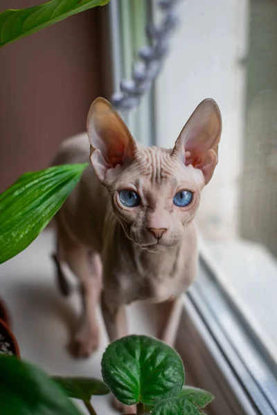 Szfinx Macska Kék Szemű Kopasz Ablakon Hazai Növények Kártevő — Stock Fotó
