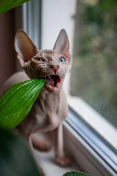 Sfinx Katt Blåögd Skallig Sittande Fönstret Hemmaväxter Skadedjur — Stockfoto