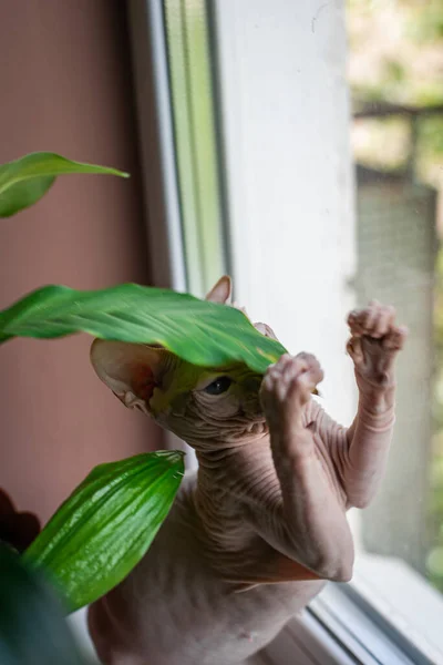 Sfinga Kočka Modré Oči Plešatý Sezení Okně Domácí Rostliny Škůdce — Stock fotografie