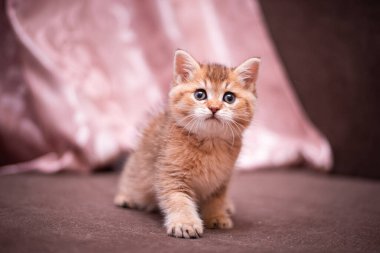 Kedi yavrusu İskoç İngiliz kedisi Burma cüce hayvanlar