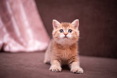 Kedi yavrusu İskoç İngiliz kedisi Burma cüce hayvanlar