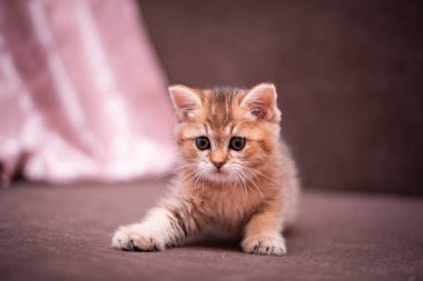 Kedi yavrusu İskoç İngiliz kedisi Burma cüce hayvanlar