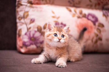 Kedi yavrusu İskoç İngiliz kedisi Burma cüce hayvanlar