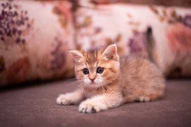 Kedi yavrusu İskoç İngiliz kedisi Burma cüce hayvanlar