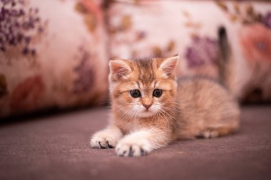 Kedi yavrusu İskoç İngiliz kedisi Burma cüce hayvanlar