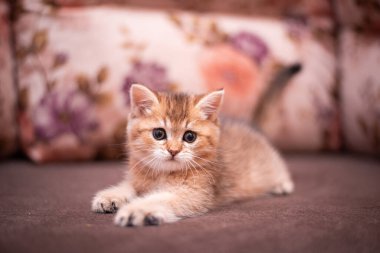 Kedi yavrusu İskoç İngiliz kedisi Burma cüce hayvanlar