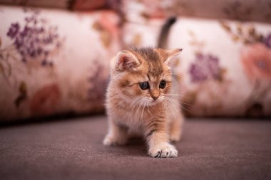 Kedi yavrusu İskoç İngiliz kedisi Burma cüce hayvanlar