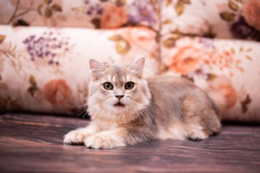 Kedi yavrusu İskoç İngiliz kedisi Burma cüce hayvanlar