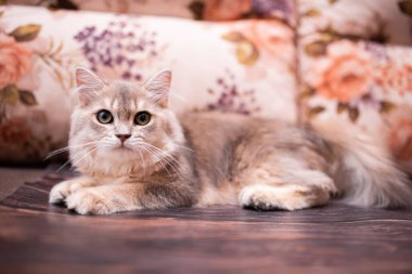 Kedi yavrusu İskoç İngiliz kedisi Burma cüce hayvanlar