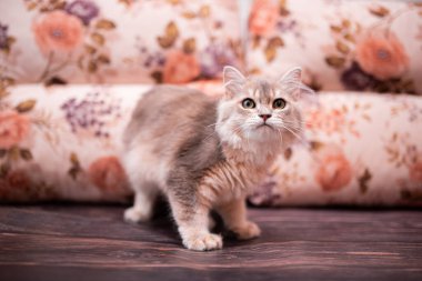 Kedi yavrusu İskoç İngiliz kedisi Burma cüce hayvanlar