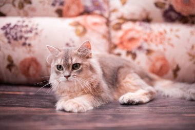 Kedi yavrusu İskoç İngiliz kedisi Burma cüce hayvanlar