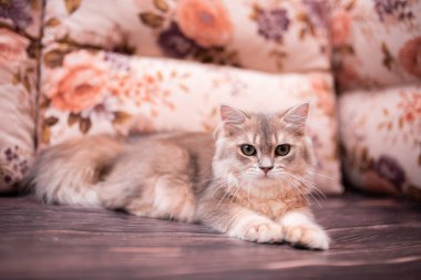 Kedi yavrusu İskoç İngiliz kedisi Burma cüce hayvanlar