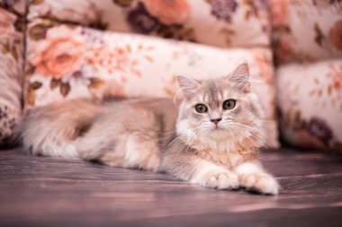 Kedi yavrusu İskoç İngiliz kedisi Burma cüce hayvanlar