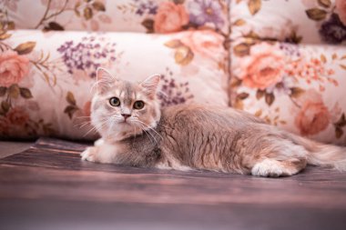 Kedi yavrusu İskoç İngiliz kedisi Burma cüce hayvanlar