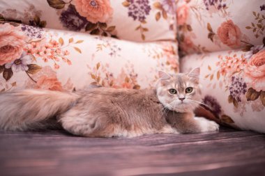 Kedi yavrusu İskoç İngiliz kedisi Burma cüce hayvanlar