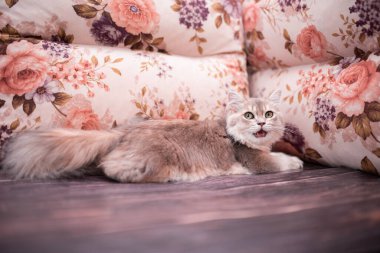 Kedi yavrusu İskoç İngiliz kedisi Burma cüce hayvanlar