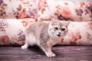 Kedi yavrusu İskoç İngiliz kedisi Burma cüce hayvanlar