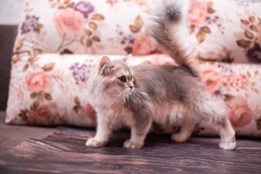 Kedi yavrusu İskoç İngiliz kedisi Burma cüce hayvanlar