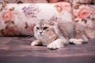 Kedi yavrusu İskoç İngiliz kedisi Burma cüce hayvanlar