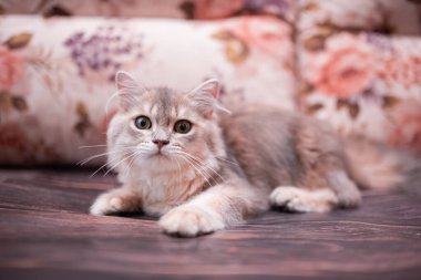 Kedi yavrusu İskoç İngiliz kedisi Burma cüce hayvanlar