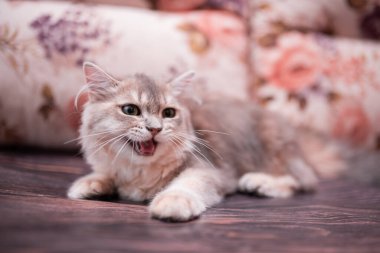 Kedi yavrusu İskoç İngiliz kedisi Burma cüce hayvanlar