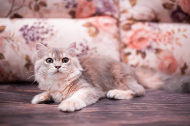 Kedi yavrusu İskoç İngiliz kedisi Burma cüce hayvanlar