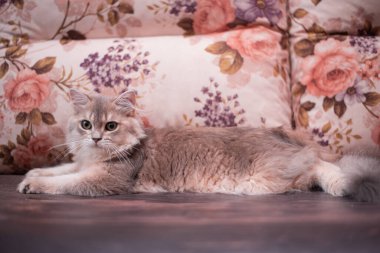 Kedi yavrusu İskoç İngiliz kedisi Burma cüce hayvanlar