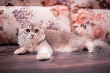 Kedi yavrusu İskoç İngiliz kedisi Burma cüce hayvanlar