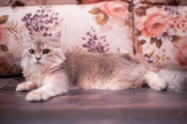 Kedi yavrusu İskoç İngiliz kedisi Burma cüce hayvanlar