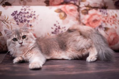 Kedi yavrusu İskoç İngiliz kedisi Burma cüce hayvanlar