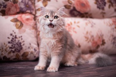 Kedi yavrusu İskoç İngiliz kedisi Burma cüce hayvanlar