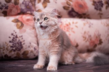 Kedi yavrusu İskoç İngiliz kedisi Burma cüce hayvanlar