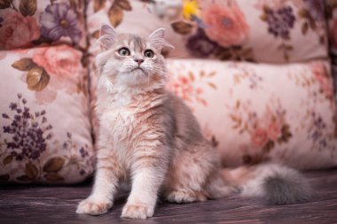 Kedi yavrusu İskoç İngiliz kedisi Burma cüce hayvanlar