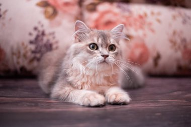 Kedi yavrusu İskoç İngiliz kedisi Burma cüce hayvanlar