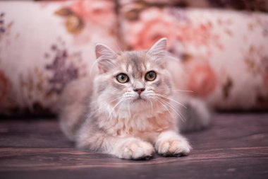 Kedi yavrusu İskoç İngiliz kedisi Burma cüce hayvanlar