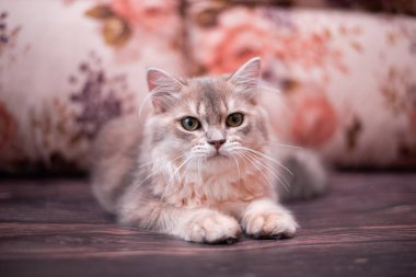 Kedi yavrusu İskoç İngiliz kedisi Burma cüce hayvanlar